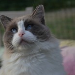 FLOYD -   6 ans - Chatterie Ragdolls du Val de Beauvoir